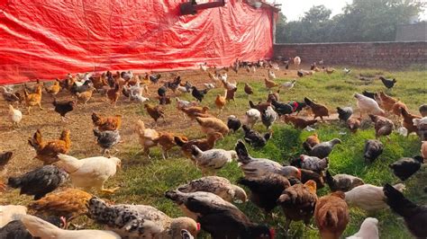 Free Range Chicken Farming In Pakistan Golden Misri Hen Farming In