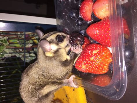 What Causes Sugar Gliders To Die Sugar Glider Lovers