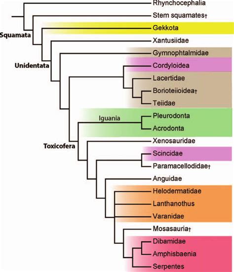 Snake Evolution Tree
