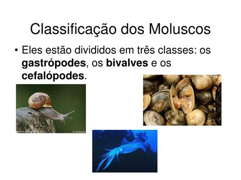 Classificação Dos Moluscos - PPT - MOLUSCOS PowerPoint Presentation, free download - ID:5815225