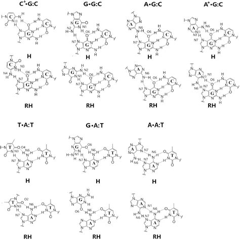 Construction Of Dna Rna Triplex Helices Based On Gaa Ttc Trinucleotide