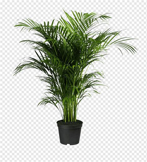 Howea Forsteriana Ravenea Areca Planta De Palma Plantas En Maceta