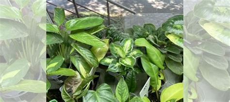 Комнатные растения купить в Тольятти | Товары для дома и дачи | Авито