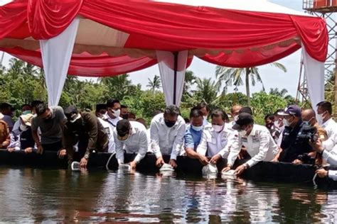 PLN Dukung Pengembangan Budidaya Tambak Di Aceh Timur ANTARA News Aceh