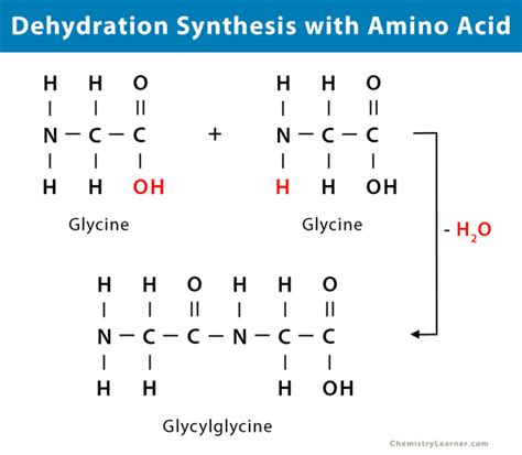 Dehydration Synthesis Definition Examples And Equations