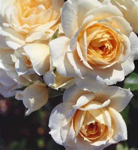 three yellow roses are blooming together in the sun, and one is white ...