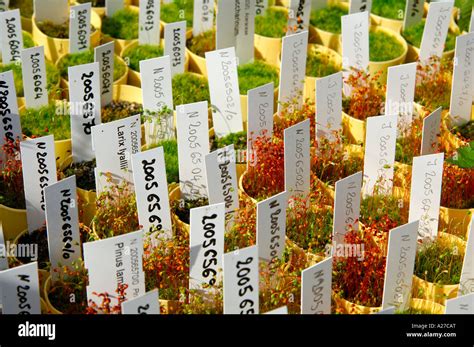Seedlings In A Hot Bed Stock Photo Alamy