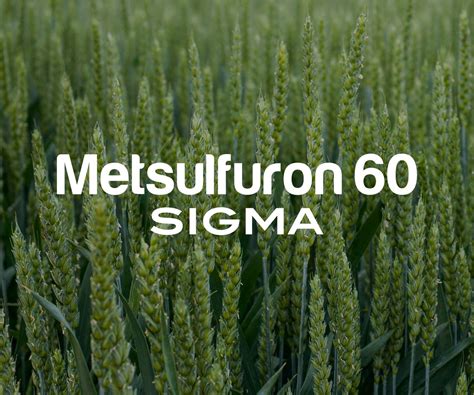 METSULFURON 60 SIGMA — sigma360