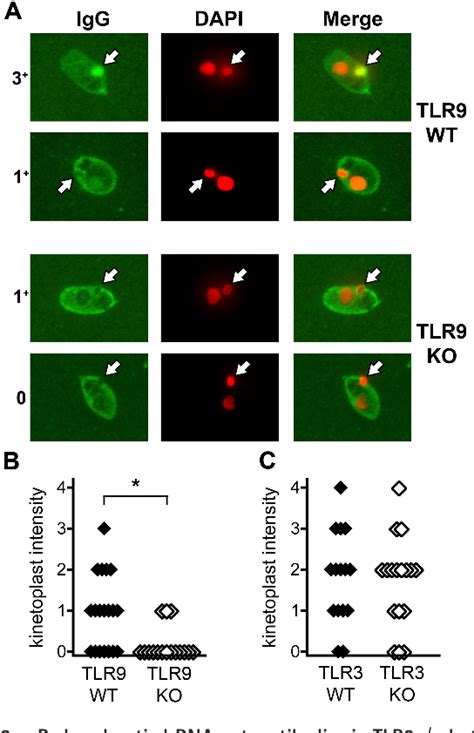 figure   toll  receptor  controls anti dna autoantibody