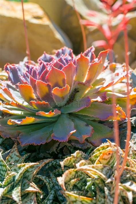 Desert Garden with Succulents Stock Photo - Image of blue, botanic ...