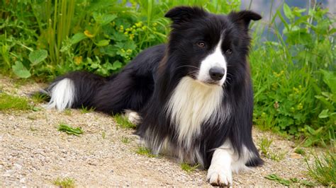 Cão Pastor Border Collie