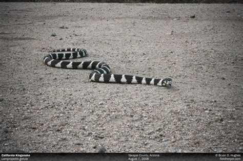 California Kingsnake Cave Creek Snakes
