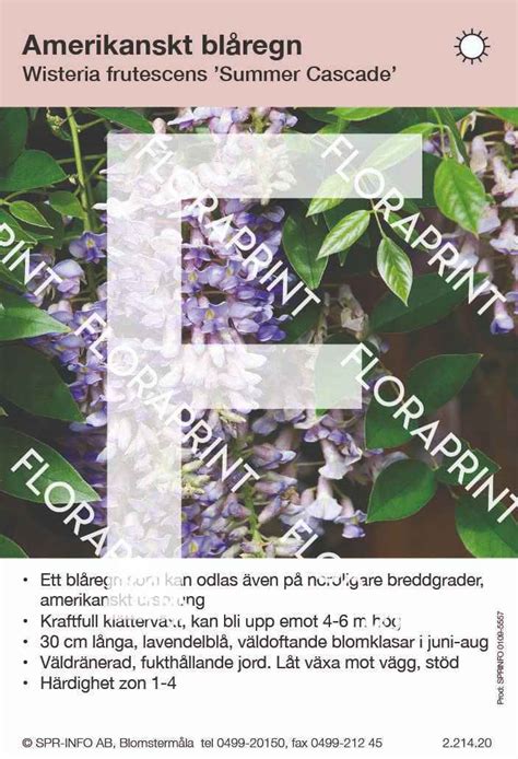 Wisteria Frutescens Summer Cascade Floraprint — Fd Spr Info