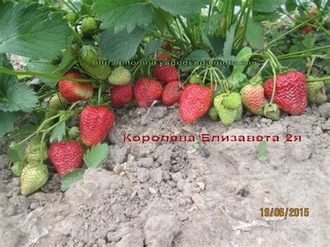Королева Елизавета 2 -ремонтантная клубника в Беларуси - YouTube