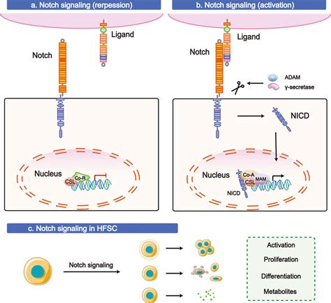 The Notch Signalling Pathway In Hfscs A Without The Activation Of