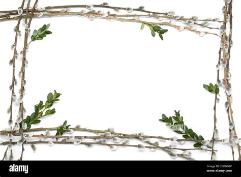 Frame Made Of Beautiful Pussy Willow Branches On White Background Stock