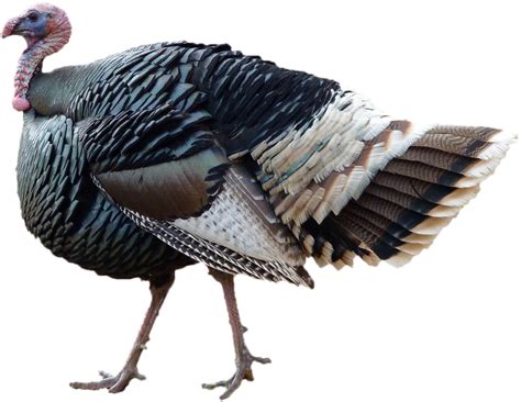 Turkey bird PNG