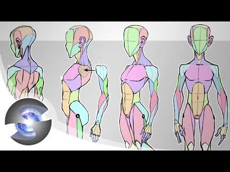 Sycra S Simplified Anatomy Model Youtube Dessin