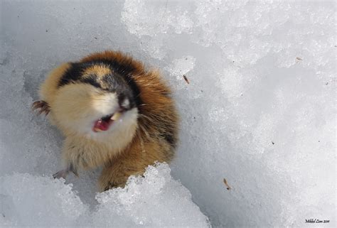 Angry Lemming 3 By Lekkim On Deviantart