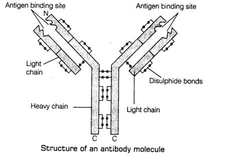 Label The Diagram Of An Antibody Structure Antibody Anticor