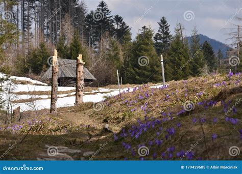 Krokusy W Tatrach Tpn Przelecz Stock Image Image Of Narodowego