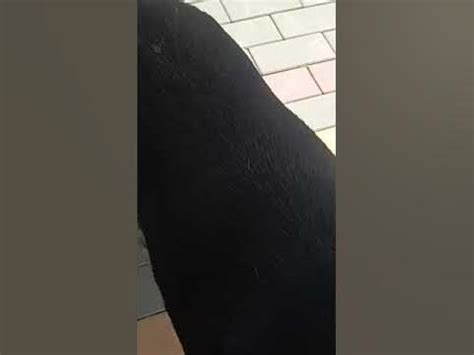 брсик встретил - YouTube