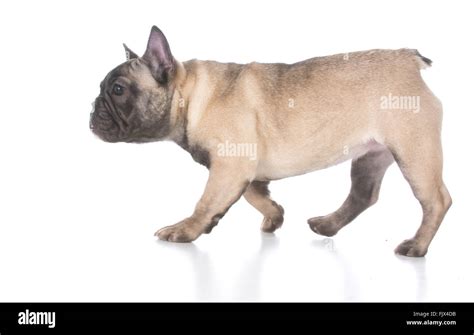 French Bull Weiner