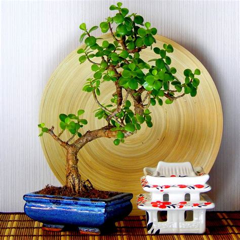 Распродажа: Бонсай Крассула 'Богатство Дома'