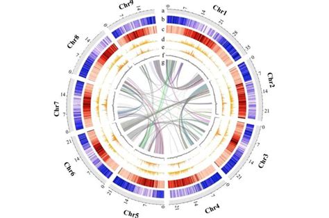 Researchers Provide First Chromosome Level Genome Assembly In Murraya