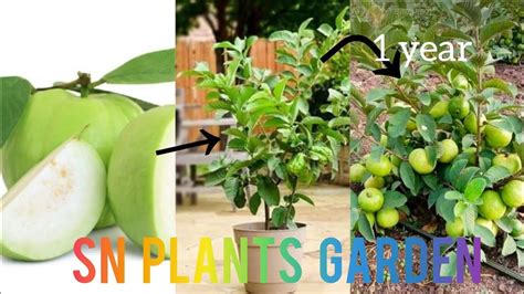 How To Grow Guava Tree From Cuttings With Mango Guava Growing At Gardenviral Youtube