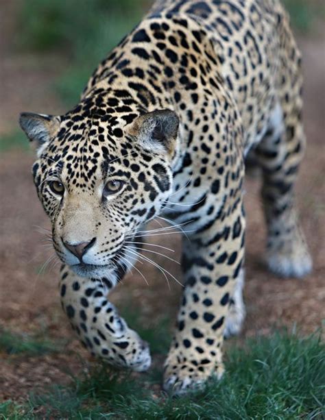 Animals & Landscapes | Animals, Small wild cats, Wild cats