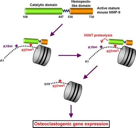 H3k27me1 Is Essential For Mmp 9 Dependent H3n Terminal Tail Proteolysis