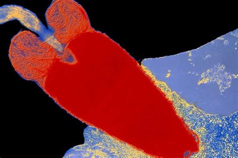 Why Did Sex Evolve Blame An Ancient Hook Up New Scientist