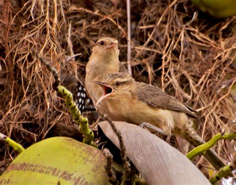 Catatau Rio Das Pedras - catatau (Campylorhynchus turdinus) | WikiAves - A Enciclopédia das Aves ...