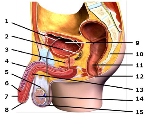 Cone De Vetor Do Sistema Reprodutor Masculino Vetor De The Best Porn