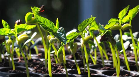 Cowpeas How To Grow And Care For Black Eyed Pea Plants • Air Gun Maniac