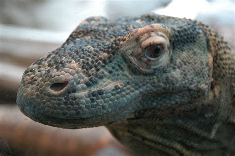 Scary Komodo Dragon · Free Photo On Pixabay