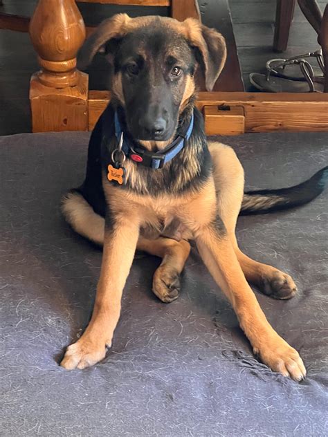 German Shepherd Rhodesian Ridgeback Puppy Mix