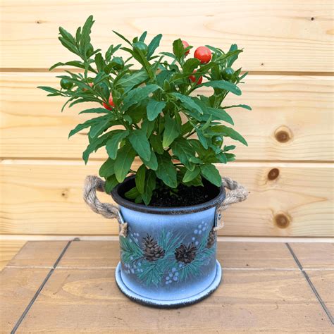 The Ultimate Guide to Growing French Beans | Acqua Garden – AcquaGarden