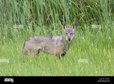 Gray Wolf Stock Photo Alamy