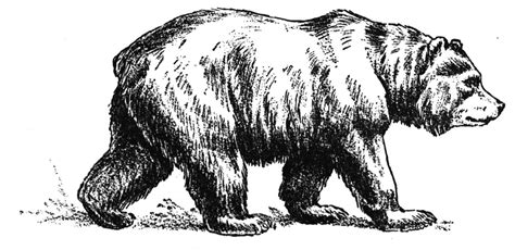 Grizzly Bear Drawing Standing At Explore