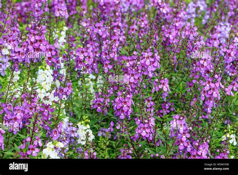 Angelonia (Angelonia angustifolia Stock Photo - Alamy