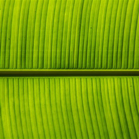 Banana Leaf Texture Wall Art | Photography