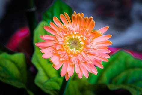 Premium Photo Pink Gerbera With Green Background