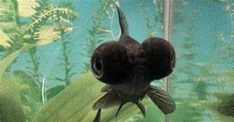 √ Black Fish With Big Fins Fischlexikon