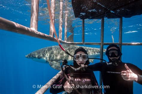 Great White Shark Diving - SharkDiver