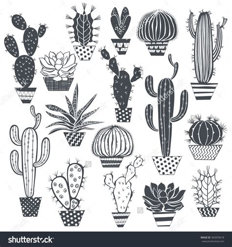 Cactus And Succulents Isolated On White Background Vector Hand Drawn