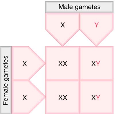 Punnett square | definition of Punnett square by Medical dictionary