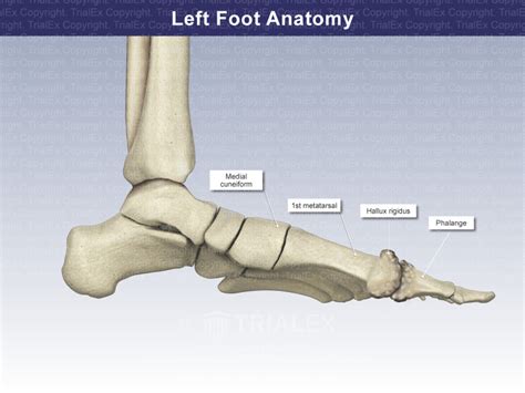 Left Foot Anatomy - Trial Exhibits Inc.