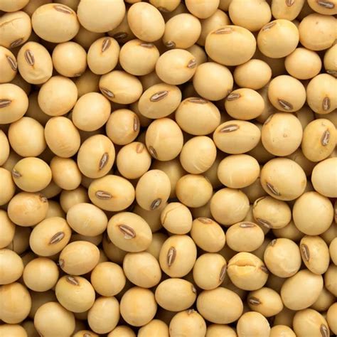 Dry Soybeans Organic Soybean Seeds For Cooking Packaging Type Loose